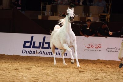 Arabian Horses (5).jpg