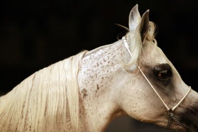 Arabian Horses (6).jpg