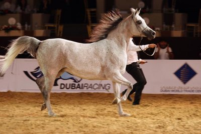 Arabian Horses.jpg