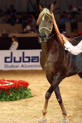 Arabian Horses (22).jpg