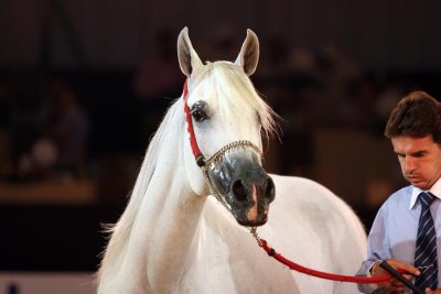 Arabian Horses (24).jpg