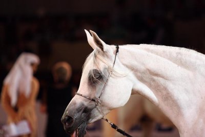 Arabian Horses (26).jpg