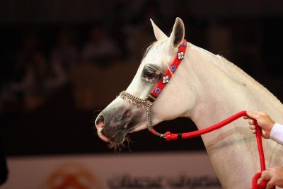 Arabian Horses (27).jpg