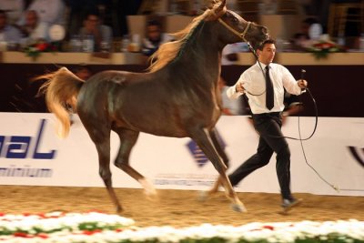 Arabian Horses (28).jpg