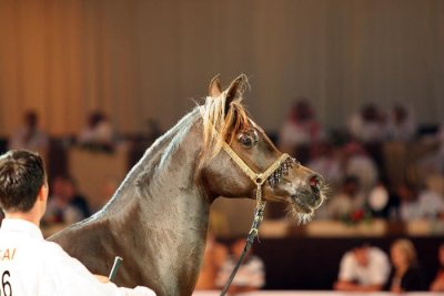 Arabian Horses (29).jpg