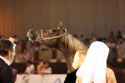 Arabian Horses (30).jpg