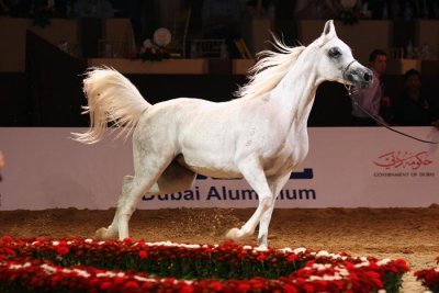 Arabian Horses (35).jpg