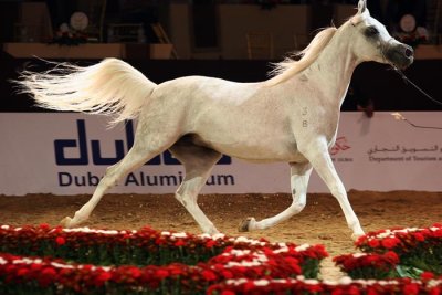 Arabian Horses (36).jpg