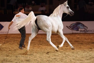 Arabian Horses (37).jpg