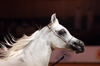 Arabian Horses (38).jpg