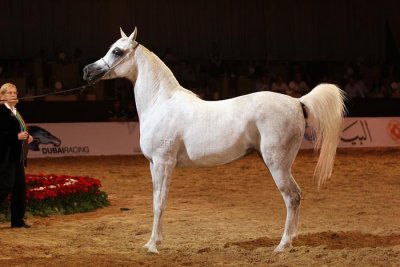 Arabian Horses (41).jpg