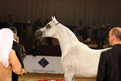 Arabian Horses (42).jpg