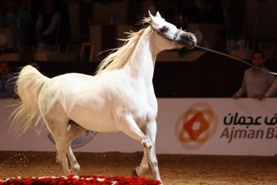 Arabian Horses (45).jpg