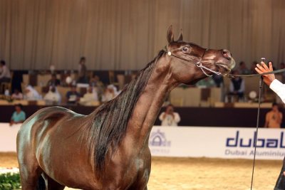 Arabian Horses (47).jpg