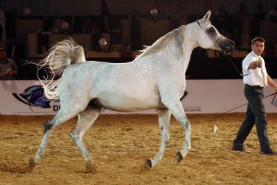 Arabian Horses (48).jpg