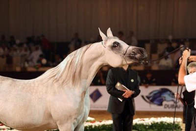 Arabian Horses (52).jpg