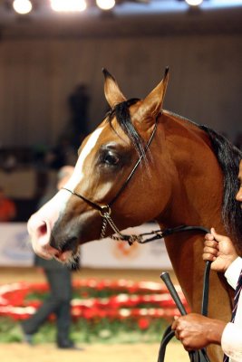 Arabian Horses (74).jpg