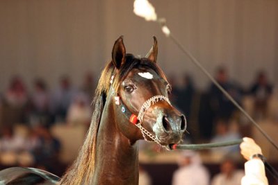 Arabian Horses (76).jpg