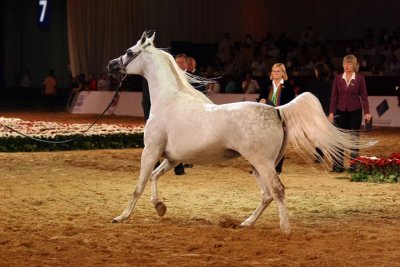 Arabian Horses (78).jpg