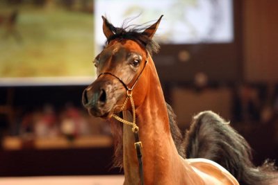 Arabian Horses (79).jpg