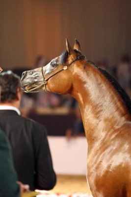 Arabian Horses (80).jpg