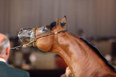 ARABIAN HORSES