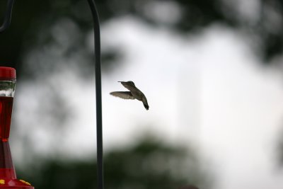 hummingbird6.jpg
