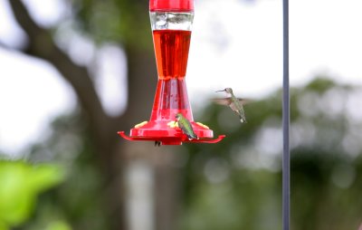 hummingbird7.jpg