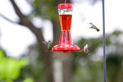 hummingbird8.jpg