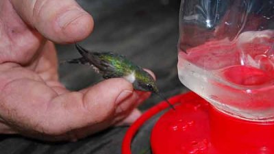 hummingbird.JPG