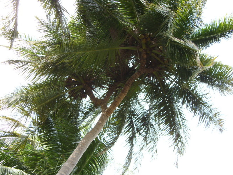 Jan 2009-Divyadesams 030.jpg