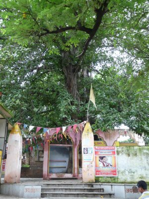 015-Very Ancient Tree near the vyasa peetam.JPG