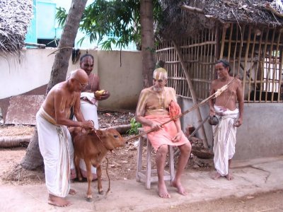 Blessed little calf, born at poundarikapuram andavan ashramam and receiving acharyan's kataksham everyday.jpg