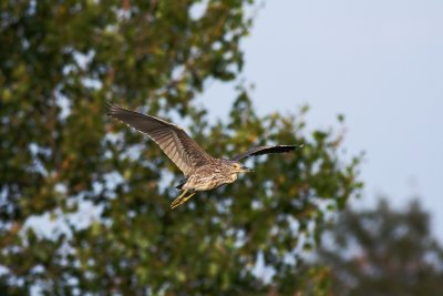 g1/95/360795/3/117392842.SJRUww0R.jpg