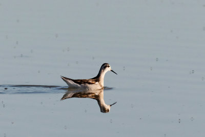 Falaropo Beccosottile