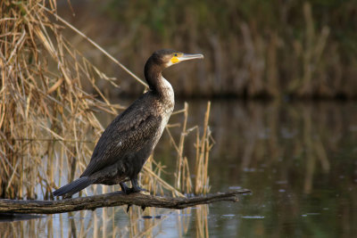 Cormorano