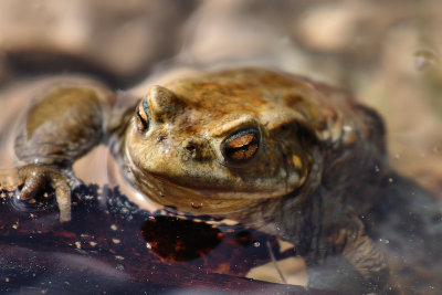 Bufo bufo