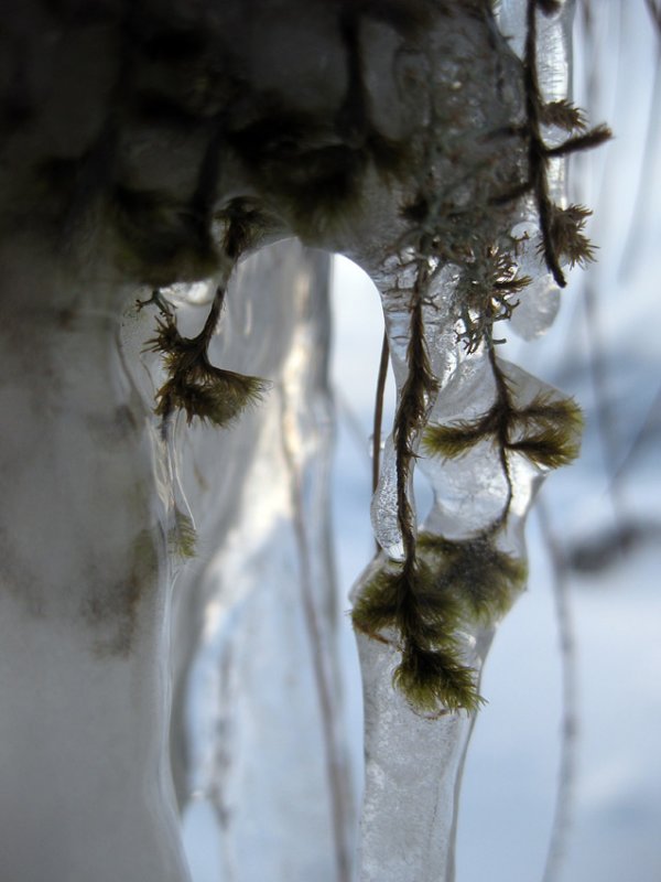 Dec 10 Moss within ice