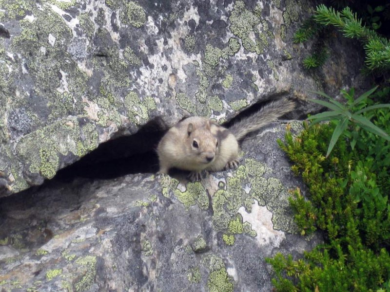 Chipmunk about to dive for cover