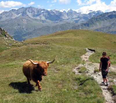Highland cow in Switzerland !
