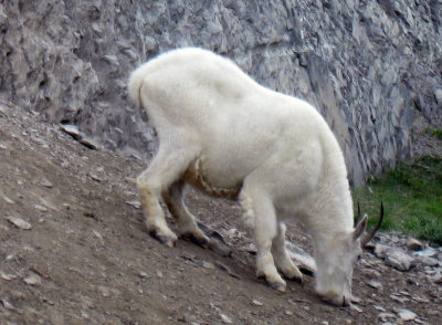 Mountain Goat 