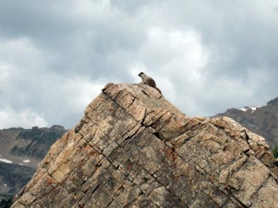 Posing marmot