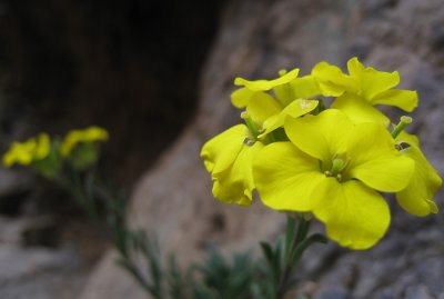 tizi n ouanoums ascent flower