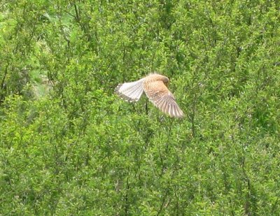 falcon hovering near Aroumd