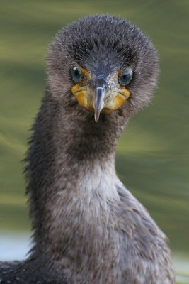 Curious George - Juvenile Cormorant