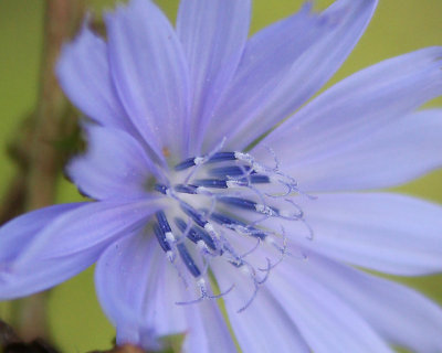  Blue Wild Flower (a Chicory)