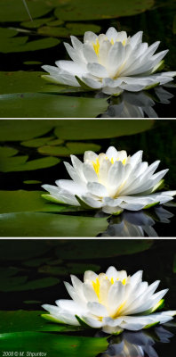 Michael Shpuntov's Water lily