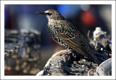 Starling