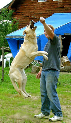 Max, jumping for Ben's stick