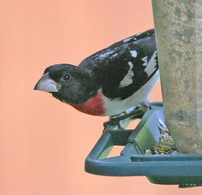 Rose-breasted Grosbeak